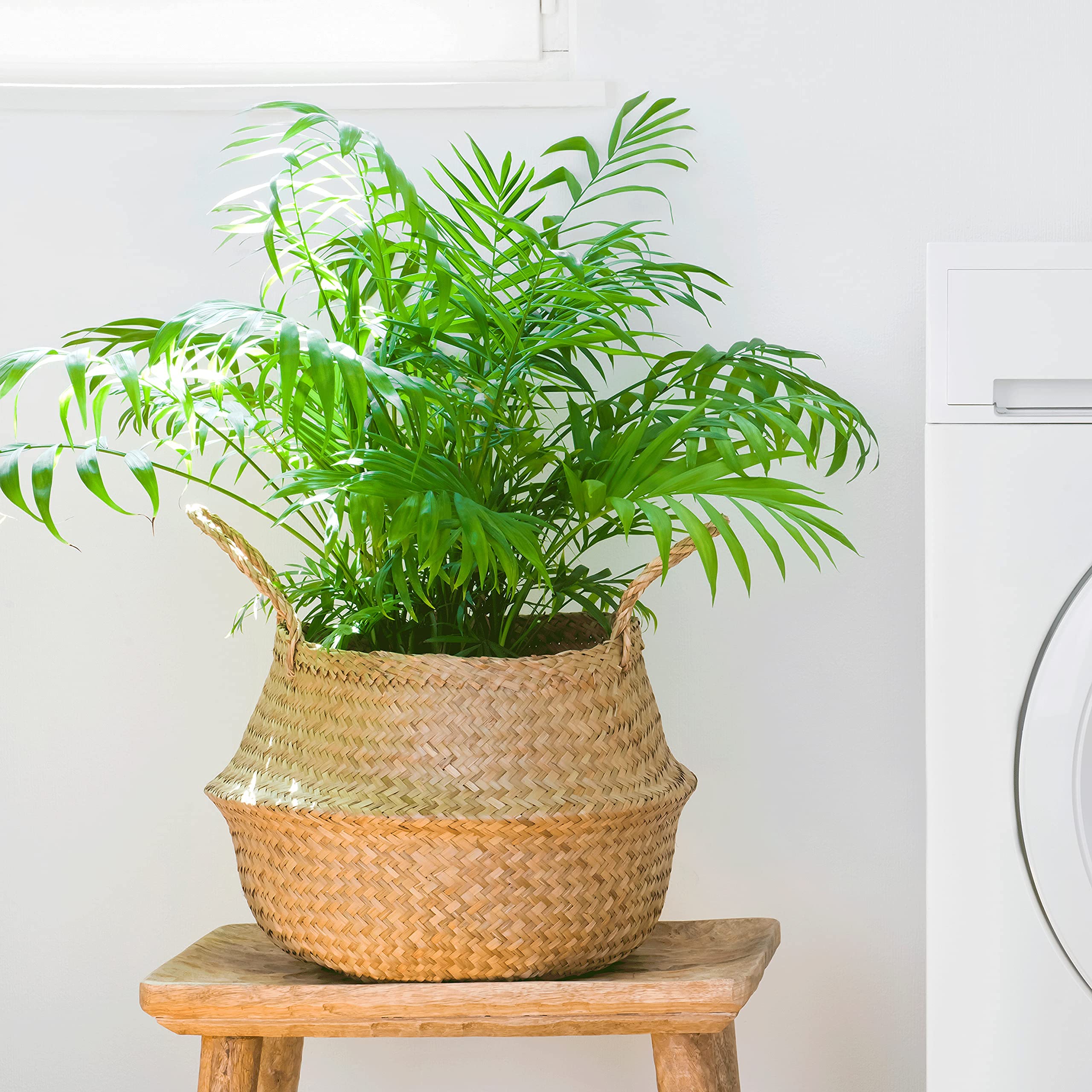 Indoor Elegance